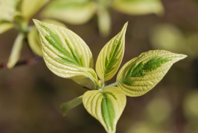 Cornus controversa 'Variegata' - svída sporná 'Variegata' - jarní listy (3)